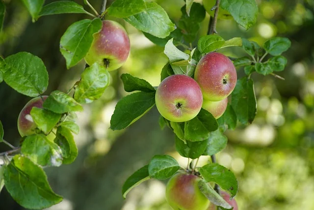 Apples on a tree branch