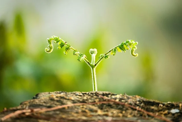A young fern plant sprouting and growing upward
