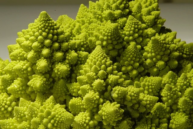 Romanesco broccoli exhibiting natural fractal geometric patterns
