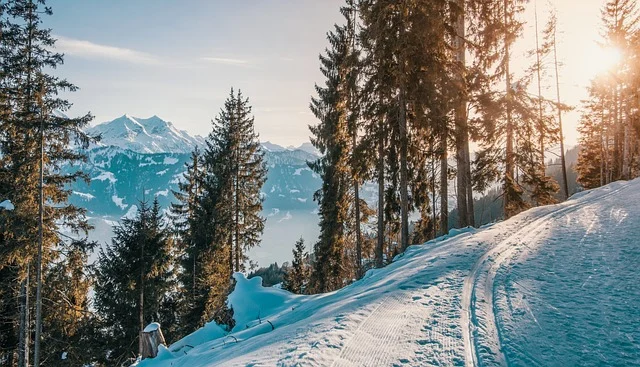 A snowy mountain slope with trees and sunlight, showing a path.
